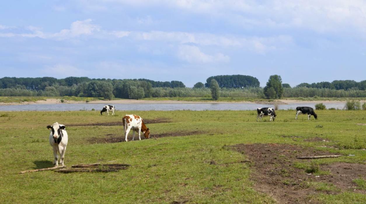 Hoeve De Pippert Hotell Ophemert Eksteriør bilde